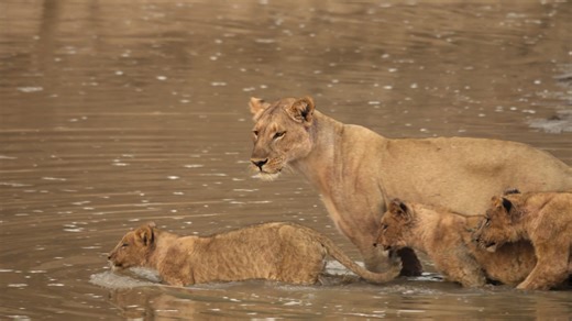 Lion cubs helpless in crocodile-infested water