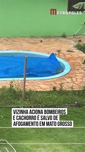 Um #cachorro foi salvo de um #afogamento em uma piscina no #MatoGrosso após uma #vizinha perceber o perigo e agir rapidamente para pedir socorro. A mulher notou que o animal estava exausto, lutando para manter a cabeça fora da água, e não conseguia sair sozinho da piscina. Diante do cenário crítico, o Corpo de Bombeiros foi acionado. Os militares chegaram ao local, pularam o muro da casa e retiraram a tempo o cãozinho da piscina, que já apresentava sinais de cansaço e dificuldade para nadar. #Ti