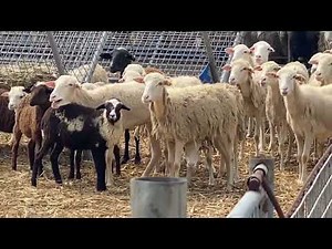 Sheep/Cattle Farming in the Philippines