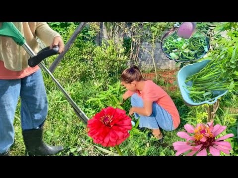 Harvest water spinach in containers and hardest for Cooking