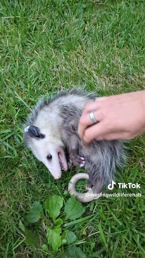 Opossum Playing Dead | Wildlife Rescue Fun Fact