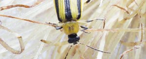 Corn Rootworm Beetle Scouting