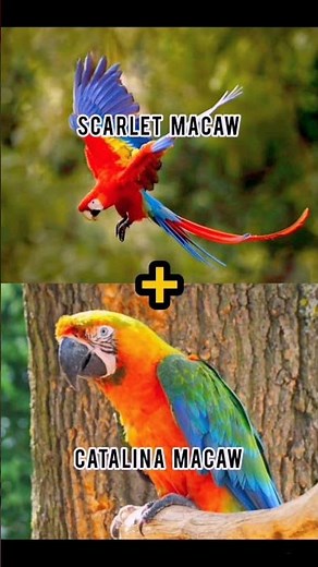 cross breeding macaw || hybrids of macaw #catalina #camelot #macaw #shorts