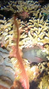 PARROT FISH NAG AWAY | Ferrolino Melio