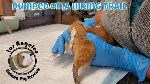 13K views · 232 reactions | Watch the Story of Donny. The sweetest...