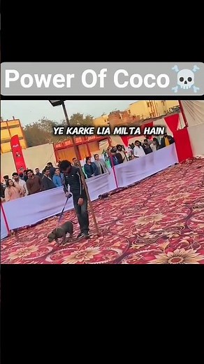 Coco Ka Power 🤯🤯.#ritikdogkennel #dogshow #trendingshorts #ytshorts #shortsfeed