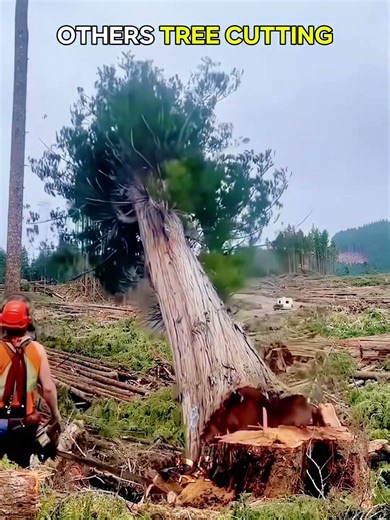 Human tree cutting Vs this monster