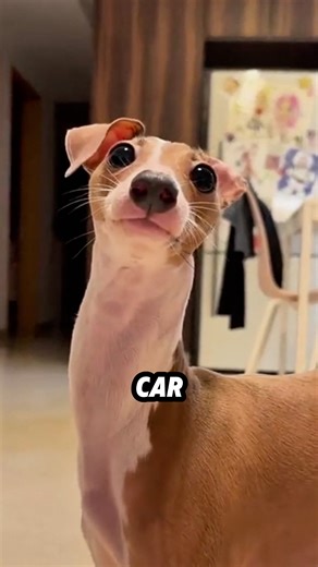 Greyhound Runs Faster Than a Car — But Sleeps 18 Hours a Day! 🐕💨😴#animals #funny #science #shortfeed #puppy