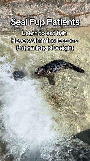 Seal Pup Rehabilitation Process at Sanctuary