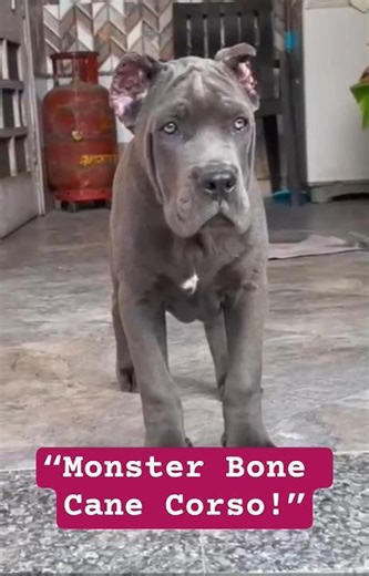 Cane Corso Puppy For Sale Heavy Bone Monster Look 💪🐶🔥