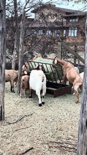 Feeding Time on the Farm | Goats at the Hay Guard