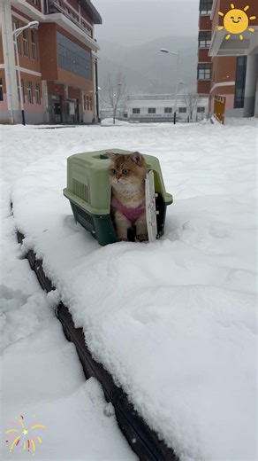 Snowy Diary # Golden Gradient # Cute Pets #cats #pov #talkingtree #funnyanimals #funny #skit
