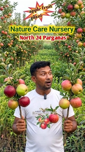 Apple fruits | Apple fruit plant | Apple plant