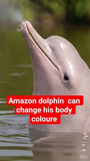 Amazon River Dolphin Attack? The Pink Dolphin of the Amazon Jungle Explained