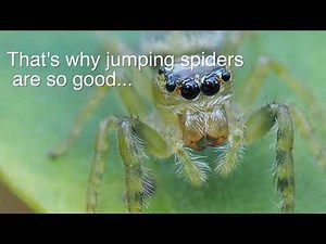 The Telescopic Eyes of a See-through Spider