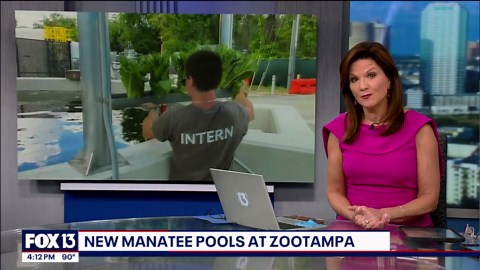 New manatee pools at ZooTampa