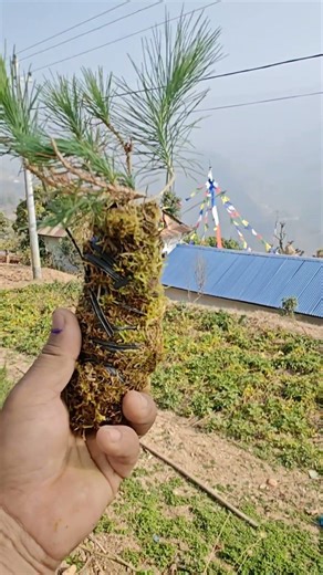 Collecting pine bonsai tree #bonsai #gardening # nature#fishing