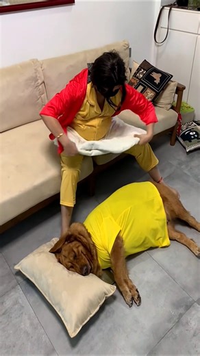 🐶Dog🫄🏻Ka Royal Sleeping Style Too Cute To Handle#Jab Ghar Ka#Dog🐕VIP #Treatment Maange🐶Yeh Dog Nahi👑