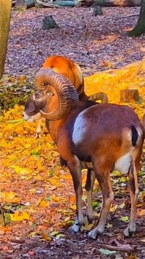 Mouflon European #animals