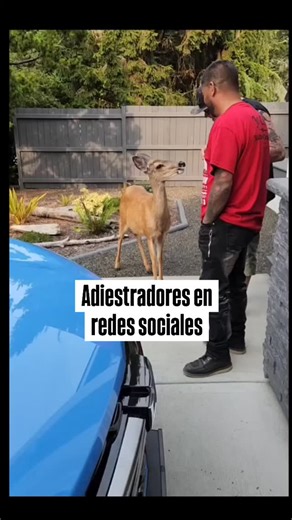 Armando Hernandez | Educación sin Collares ni Premios on Instagram: "Tu perro no necesita adiestramiento para tener un buen comportamiento, lo que necesita es educación. Adiestramiento y educación son cosas totalmente distintas y solo quien no sabe de educación cree que necesita el adiestramiento. Tu perro no necesita collares, castigos ni premios para aprender, lo que necesita es que tú aprendas a educarlo. ¿Quieres aprender a educar a tu perro sin collares, sin castigos y sin premios? comenta
