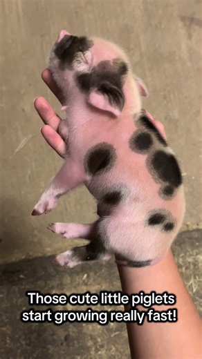 They get big very fast! Also there is no such thing as a “micro mini” pig or a “teacup” pig 🫢 #pig #piglet #petpig #kunekune #kunekunepigs