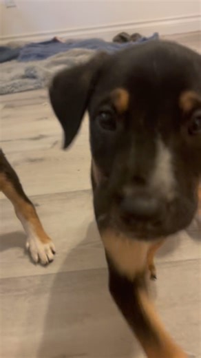 Melissa Bacelar | Wagmor Pets on Instagram: "Look at these INSANELY cute 6 week old Labrador/Doberman mix puppies!!!! I mean CAN YOU EVEN?!🥰😍🥰 🦌 Dancer is a 2 Month Old Female Doberman Lab Mix 🦌 Dasher is a 2 Male Old Female Doberman Lab Mix 🦌 Prancer is a 2 Month Old Female Doberman Lab Mix 🦌 Vixen is a 2 Month Old Female Doberman Lab Mix 📮 WagmorPets.org/Adoption 🐶 #puppiesofinstagram #puppyplay #cutenessoverload #rescuepuppies #wagmorpets #puppies"