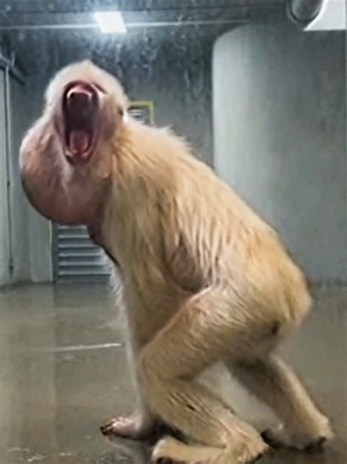 Rarest Cercopithecidae Breed's You never knew Existed 👇 #Petflix #monkey #unknowncreature #mutated