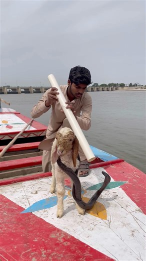 Boat vale sheep ko Bacha nag se