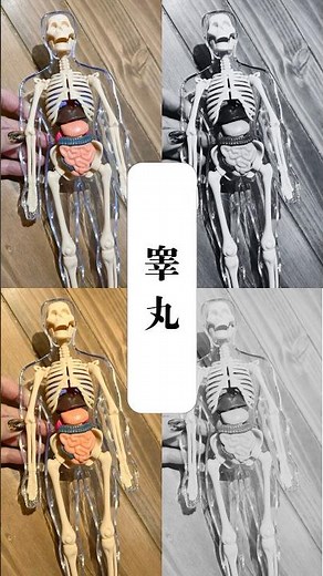 身体の秘密｜貴方の睾◯はどうですか？ #カルサイネイザン #メンズケア #ジャップカサイ