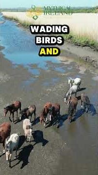 Horses in the River Boyne at Drogheda