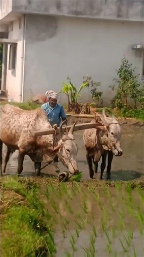 விவசாயம், எனது வயலில் முதல் முறை நெல் நடவு #agri #farmer #agriculture #farming #rice