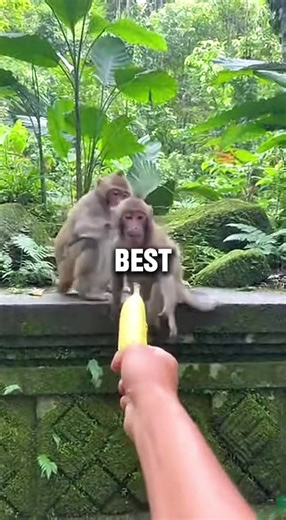 Friends to forever enemies over a banana💔 #monkey #fight #banana #animals #funny