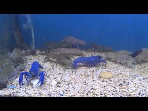 Yabby tank with new led light AndroVid_join_2585.m