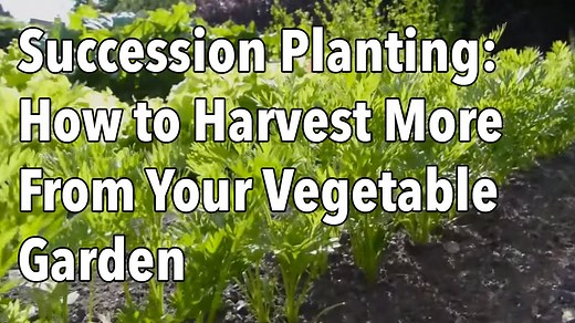 What is Succession Planting? See How to Increase Your Harvest
