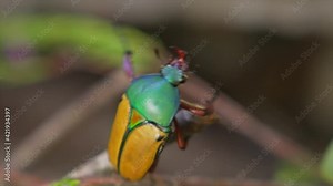 This close up video shows a Jade-headed Buffalo Beetle (Eudicella smithi) crawling all the way to the tip of a branch, preparing for flight.