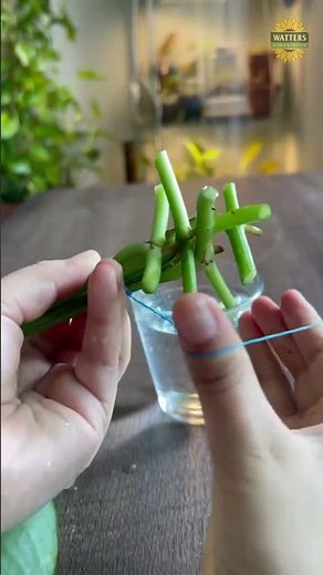 NO SOIL NEEDED! 🌬️ How to Grow Air Plants (Tillandsia) with Ken Lain