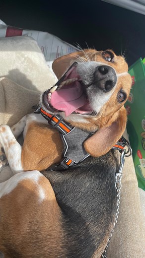 22 reactions · 3 comments | Chester couldn’t stop smiling and wagging...