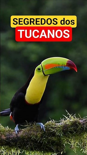 O SEGREDO DOS TUCANOS NA MATA ATLÂNTICA QUE POUCA GENTE CONHECE! 😲