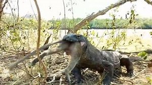 Drago di Komodo divora una scimmia