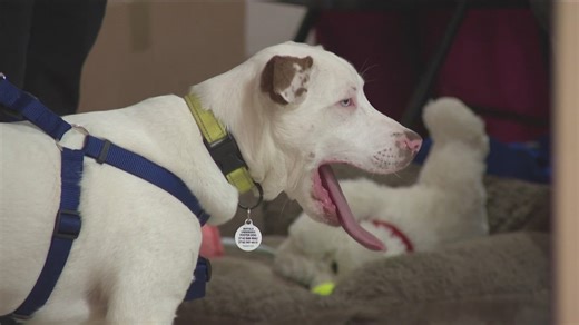 CDC set to roll out new requirements for dog owners crossing the border