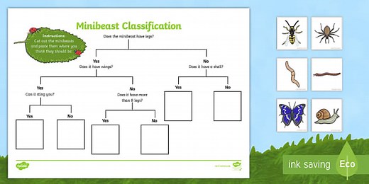 Minibeast Classification Game