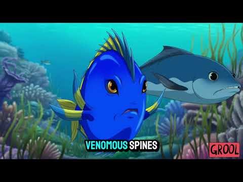 Blue Tang Facts #dailyfacts #facts #wildlife #animation #animallife