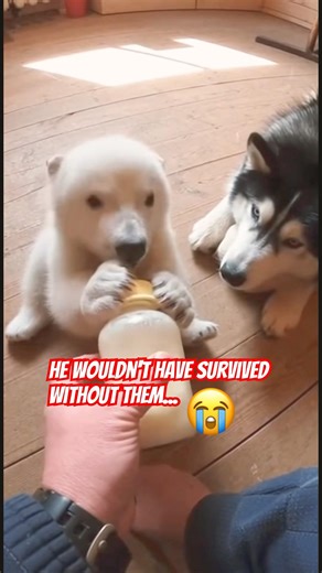 The Most Emotional Animal Reunion Polar Bear Remembers the Dog Who Raised Him ❄️