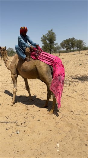 🐪😳🔥 زوج يساعد زوجته في عرض خطير!