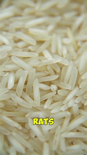 Why Rats Don’t Ruin Rice in Huge Warehouses 🐀🍚