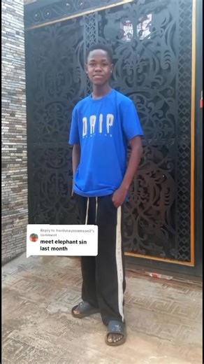 Meeting an Elephant: An Unforgettable Experience