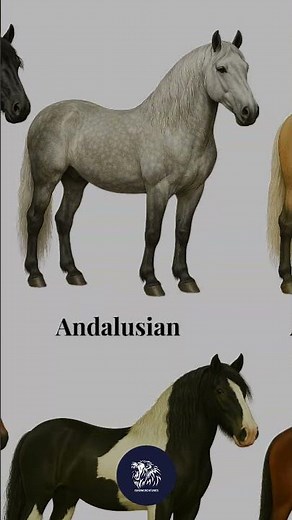 Andalusian ☠☠