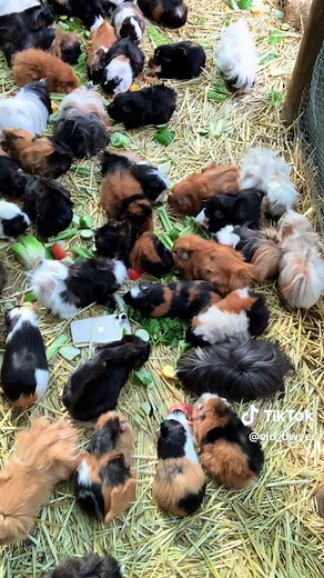 Essential Guide to Feeding Guinea Pigs: What They Eat