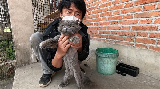 挨个给长毛猫剃毛，高老八乖得让人心疼，长毛猫在农村太难了