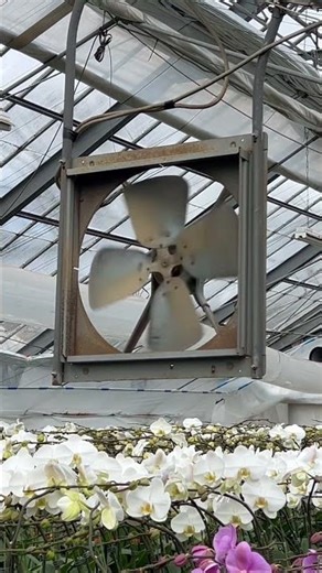 【胡蝶蘭】暖かい日も増えてきました。綺麗な花が咲いています♪